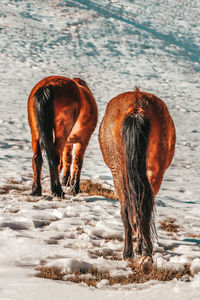 Horse in winter