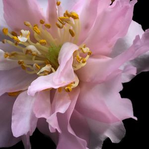 Close-up of pink flowers