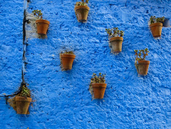 Plant design - high angle view of potted plant against blue wall
