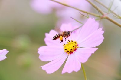 Close-up of bee pollinating on purple flower