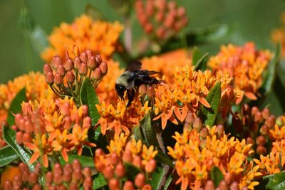 Close-up of bee on orange flowers