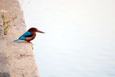 Close-up of bird perching on wall