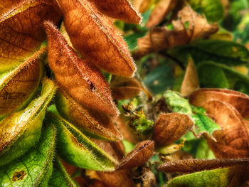 Close-up of carnivorous plants growing outdoors