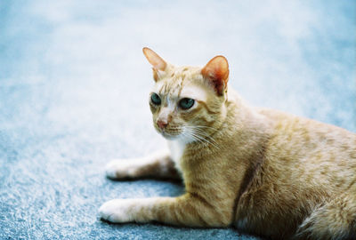 Close-up of a cat looking away