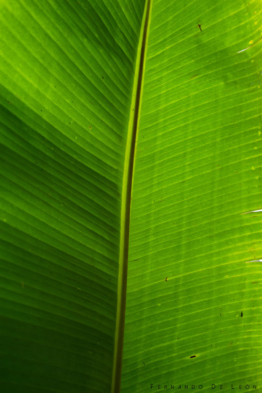 green color, full frame, leaf, backgrounds, growth, close-up, natural pattern, leaf vein, nature, green, plant, detail, beauty in nature, day, outdoors, no people, macro, lush foliage, focus on foreground, extreme close-up, tranquility, selective focus, leaves