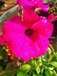 Close-up of wet pink hibiscus blooming outdoors