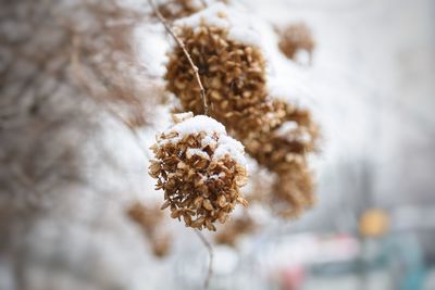 Close-up of frozen plant