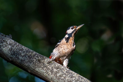 Close-up of bird perching on branch