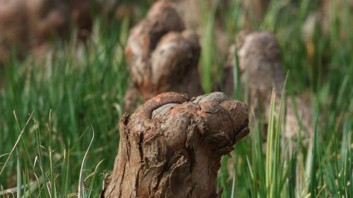 Close-up of lizard on field