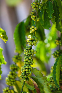 Close-up of green bean growing on plant