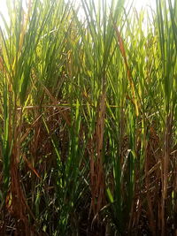 Close-up of crops growing on field