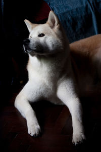 Close-up of a dog looking away