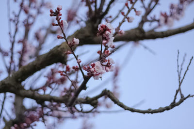 Low angle view of cherry blossoms against sky