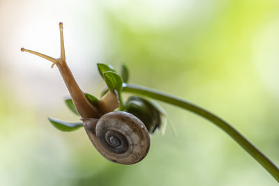 Close-up of snail on plant