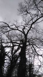 Low angle view of bare trees against sky