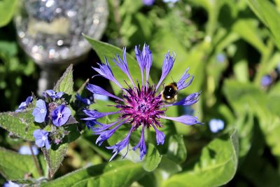 Close-up of insect on purple flower