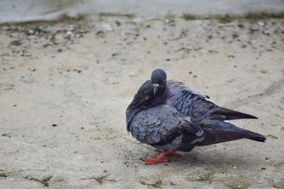 High angle view of pigeon
