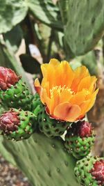 Close-up of succulent plant