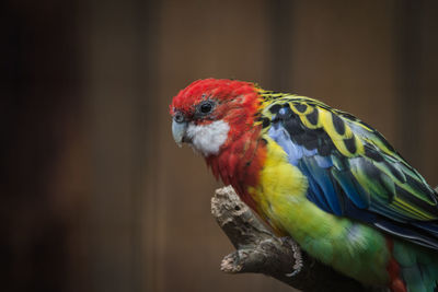 Close-up of parrot perching