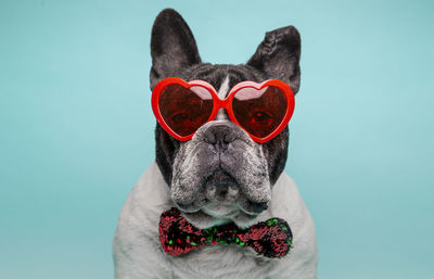 Portrait of french bulldog with heart shaped glasses celebrating valentine's day isolated 