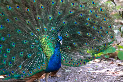 Close-up of peacock