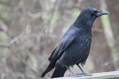 Close-up of bird