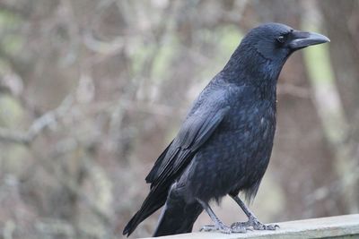 Close-up of bird perching on a tree