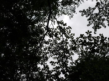 Low angle view of silhouette tree against sky