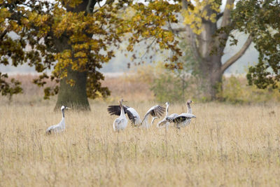 Flock of birds on grass