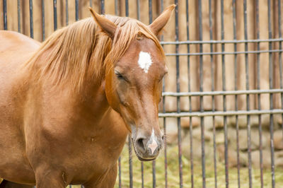 Horse in ranch