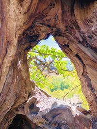 Trees seen through rock formation