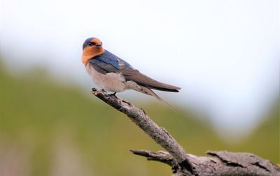 Close-up of bird perching on a branch