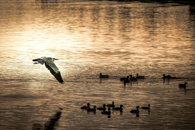 Birds swimming in lake