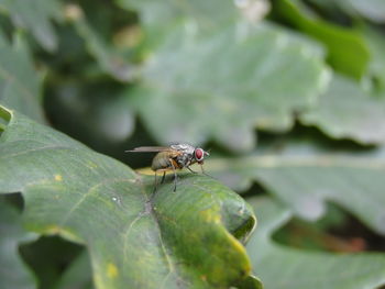 Close-up of insect on leaf