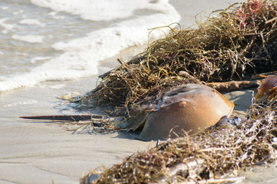 Close-up of crab on beach