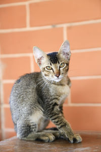 Portrait of tabby cat against wall