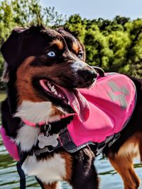 Close-up of dog looking away