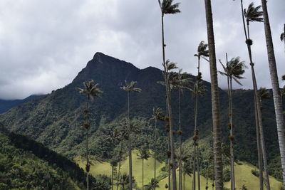 Panoramic view of palm trees on landscape against sky