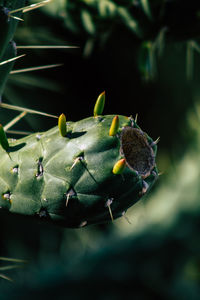 Full frame shot of succulent plants