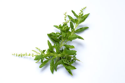 Close-up of leaves against white background