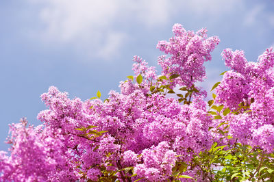 Low angle view of pink flowers blooming against sky