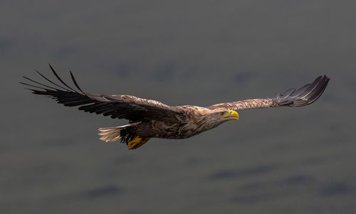 Close-up of eagle flying in sky