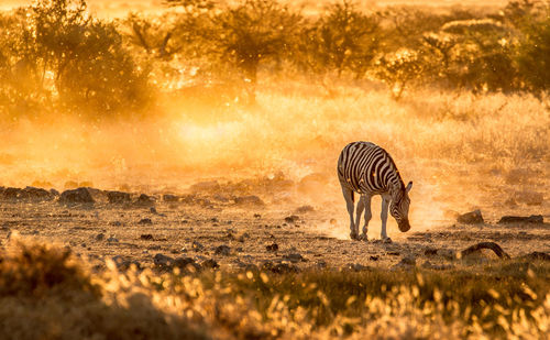 Zebra walking on field during sunset