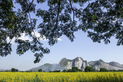 Scenic view of field against clear sky