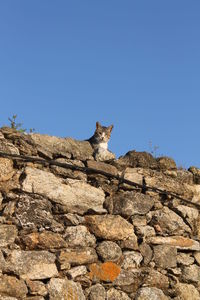 Low angle view of lizard on rock against clear sky