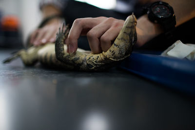 Cropped hands of doctor holding lizard on table in hospital