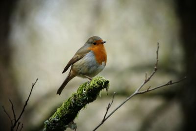 Close-up of bird perching on branch