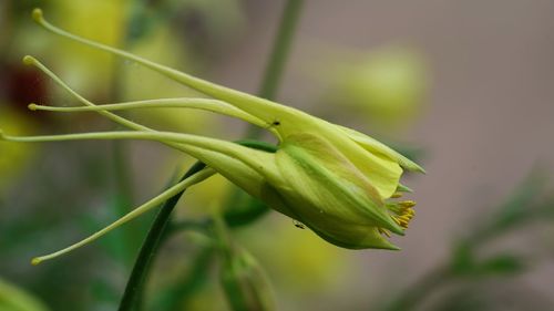 Close-up of green leaf on plant