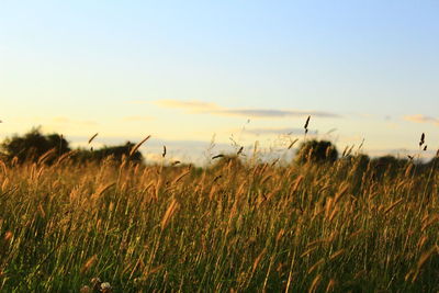 Close-up of grass on field against clear sky