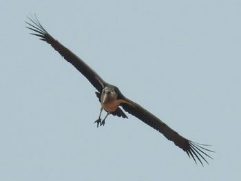 Low angle view of eagle flying against clear sky